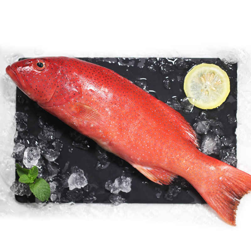 四海生鲜东山岛现捕东星斑每条300600g红星斑红斑鱼新鲜海鲜水产500g