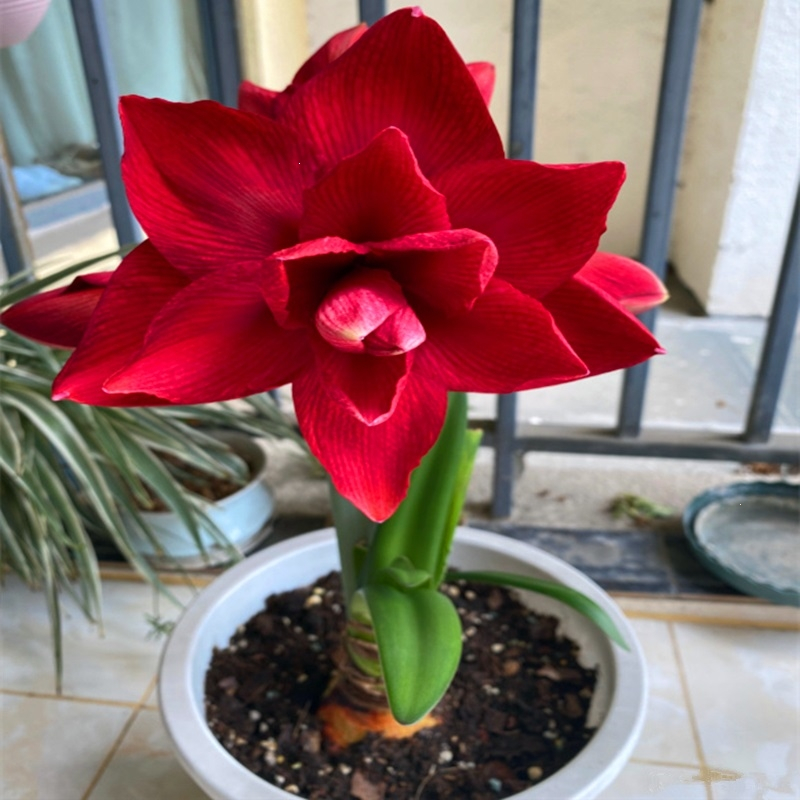 朱顶红古达重瓣大种球花卉植物室内四季开花盆栽易活视频