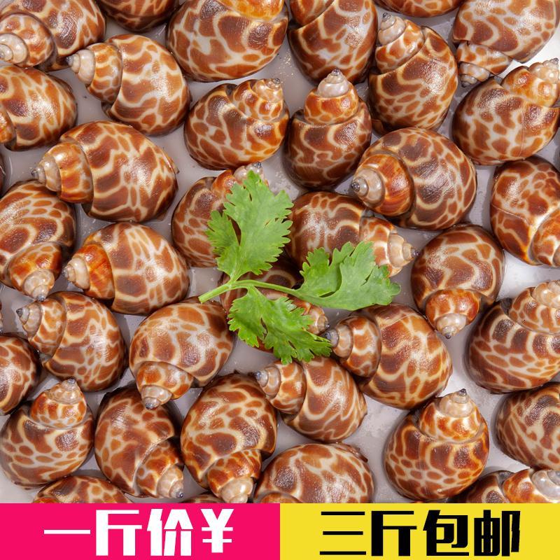 春光岛新鲜花螺鲜活冷冻海鲜水产贝类香螺海螺田螺猫眼螺冰冻东风螺花