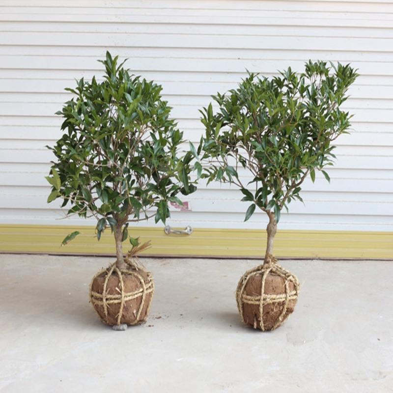 子暄桂花苗嫁接桂花樹苗桂花樹盆栽地栽苗四季桂丹桂金桂沉香桂图片 高清实拍大图 苏宁易购