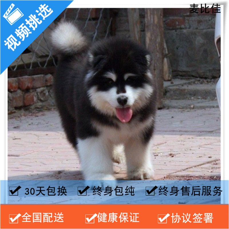 麦比佳 纯种巨型阿拉斯加幼犬活体宠物 熊版十字脸阿拉斯加雪橇犬 双血统烟灰色桃脸阿拉斯加幼崽 巨大型雪橇犬阿拉斯加犬F高清大图