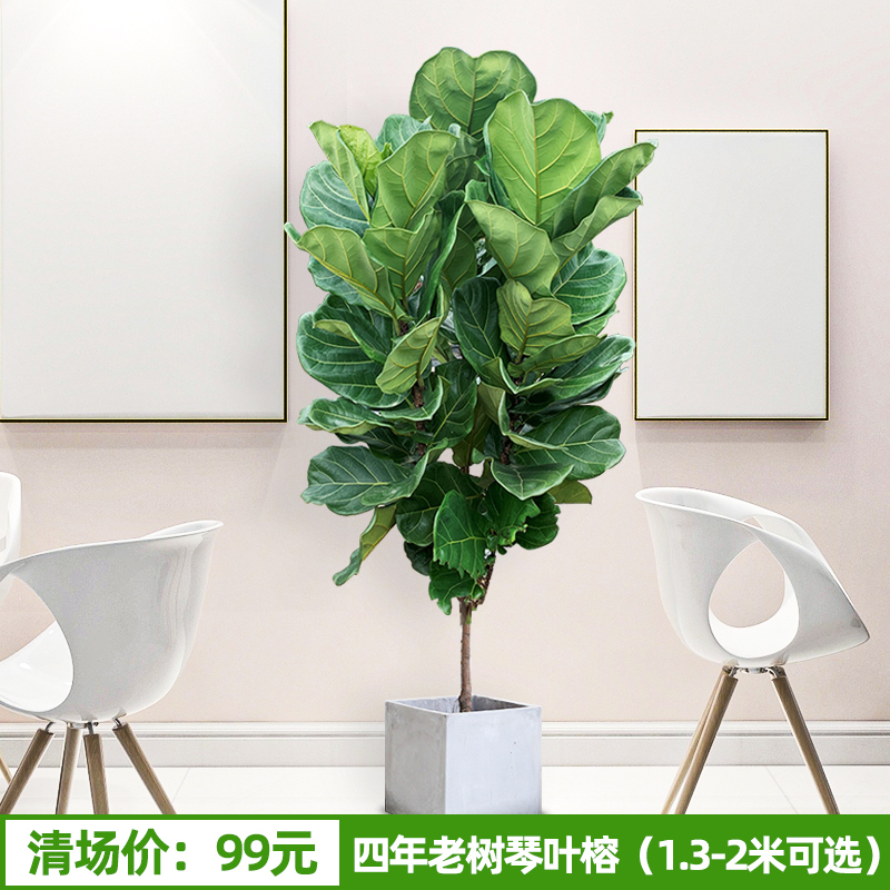 萧以墨鲜花绿植琴叶榕北欧风格大叶室内植物客厅大型绿植花卉盆栽吸甲醛净化空气 价格图片品牌报价 苏宁易购斯亚特家居专营店