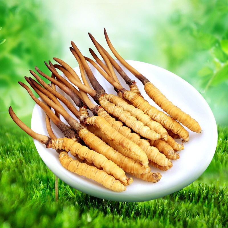 青源堂 冬虫夏草 0.5克/条 50条装25克 新鲜冬虫夏草正品 可泡酒泡水