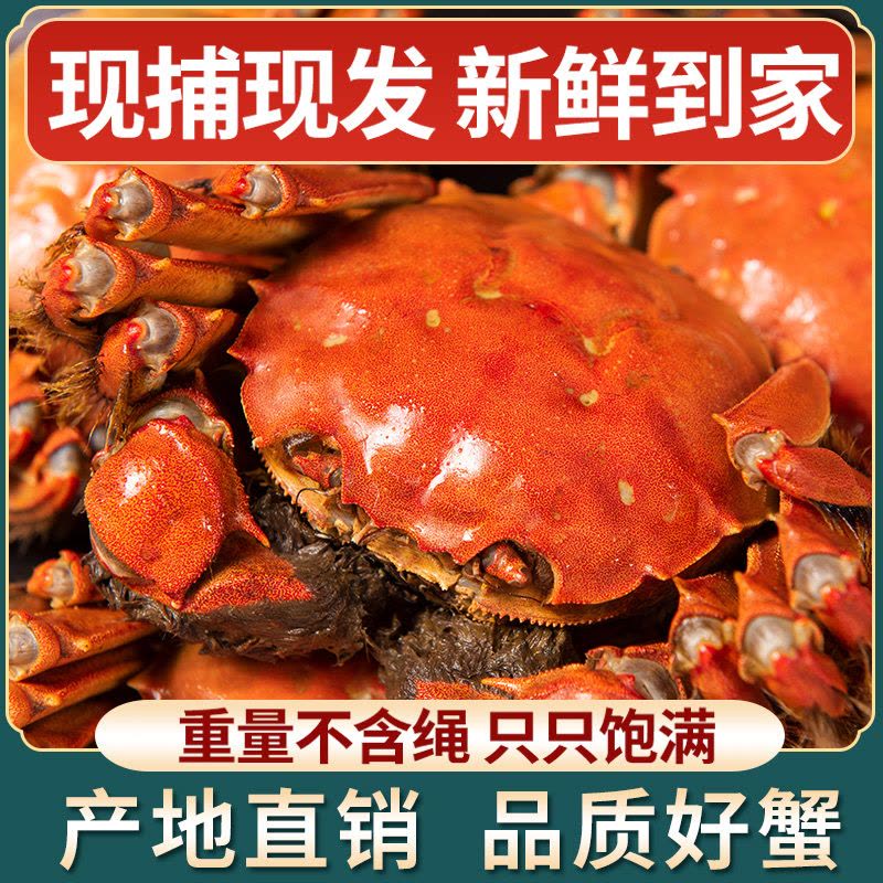 [活蟹]大闸蟹螃蟹3.5两公2.5两母8只装中秋礼盒 精品活蟹河蟹鲜活直发图片