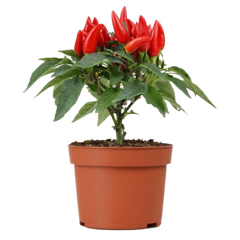 回固辣椒苗种子小米椒辣朝天椒南方种四季阳台盆栽蔬菜秧苗孑大全种籽