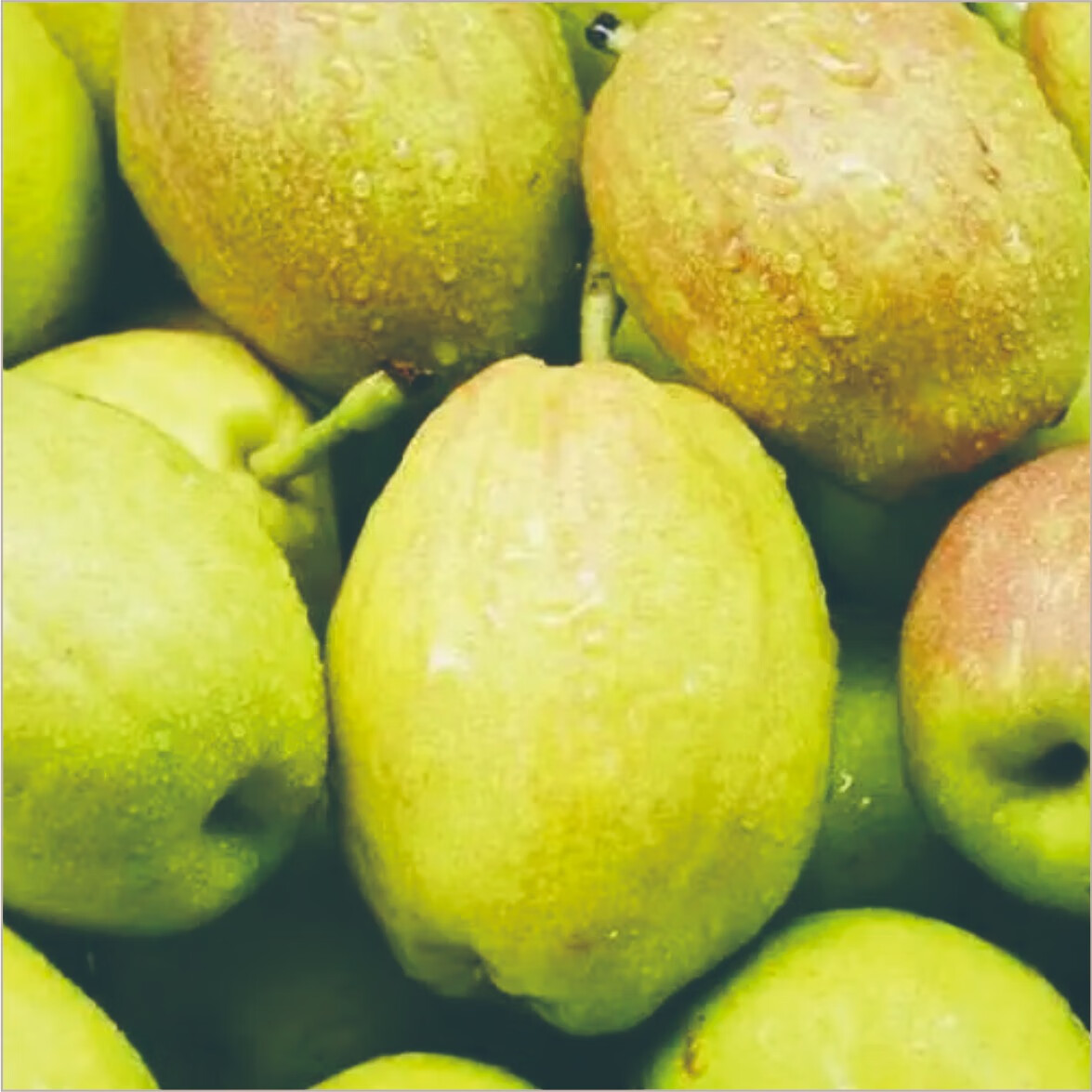 艾提尕香梨5公斤/箱高清大图
