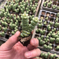 Ijjk-钱串2头(试种) 裸根不带土 PqSs- 钱串多肉植物老桩群生多头萌肉植物组合O盆栽办公室内多肉绿植花