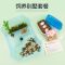 宠尚天可孵化乌龟蛋中华草龟蛋巴西龟活物小宠物龟受精蛋花龟鳄龟 可孵化草龟蛋1个