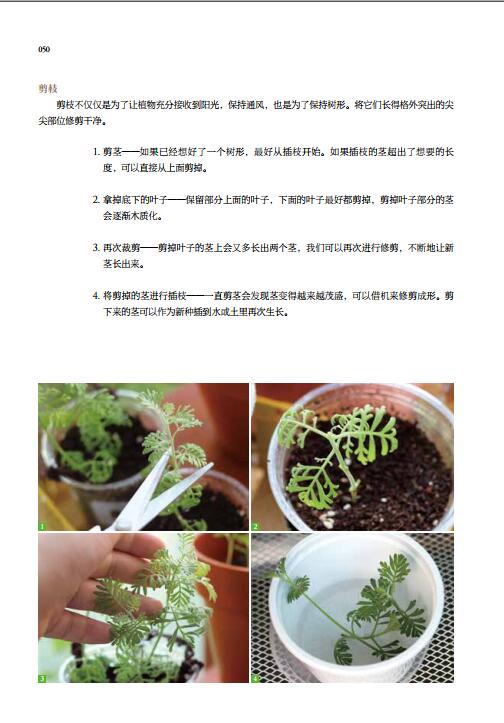 [醉染正版]在一平方米空间内打造我的室内花园 吴河娜 打造浪漫清新小花园 家庭家居园艺净化空气装饰绿植养花园艺栽培布置播高清大图