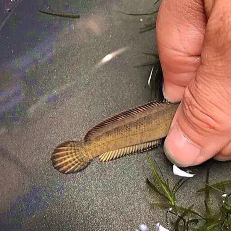 鱼苗58cm一条观赏鱼活体雷龙冷水鱼野生南醴耐养淡水鱼彩虹雷龙鱼带氧