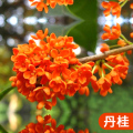 桂花树苗盆栽四季桂室内植物庭院盆景地栽花卉大树耐寒好养不怕 丹桂2公分粗高1.3-1.6米