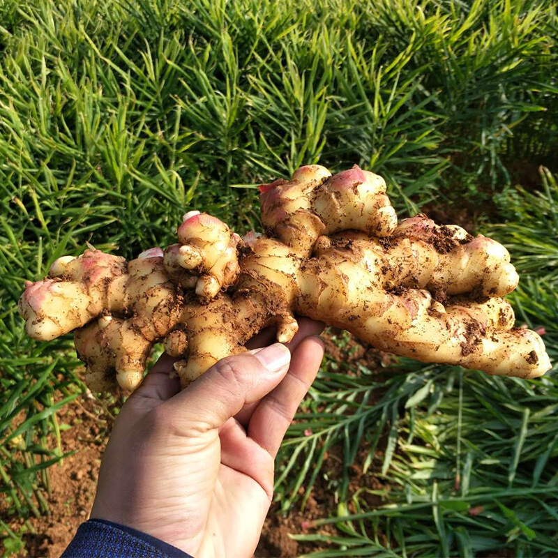 云南小黄姜9斤新鲜现挖生姜新鲜蔬菜生鲜调味品