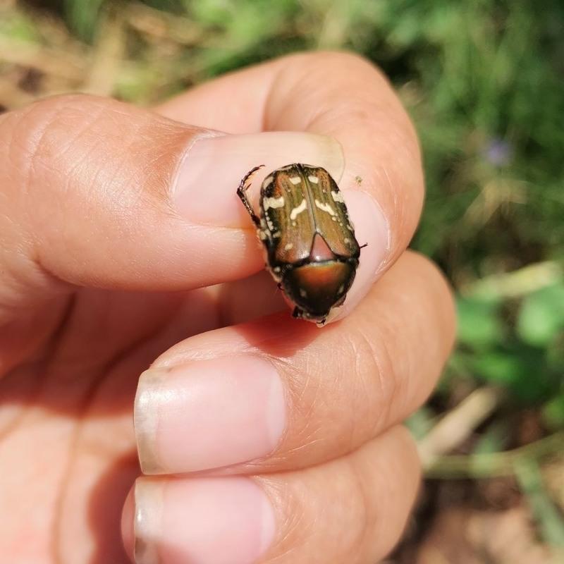 1盒子昆虫活体金龟子甲虫小宠物爬宠爬虫甲壳虫白星花金龟幼虫推磨虫