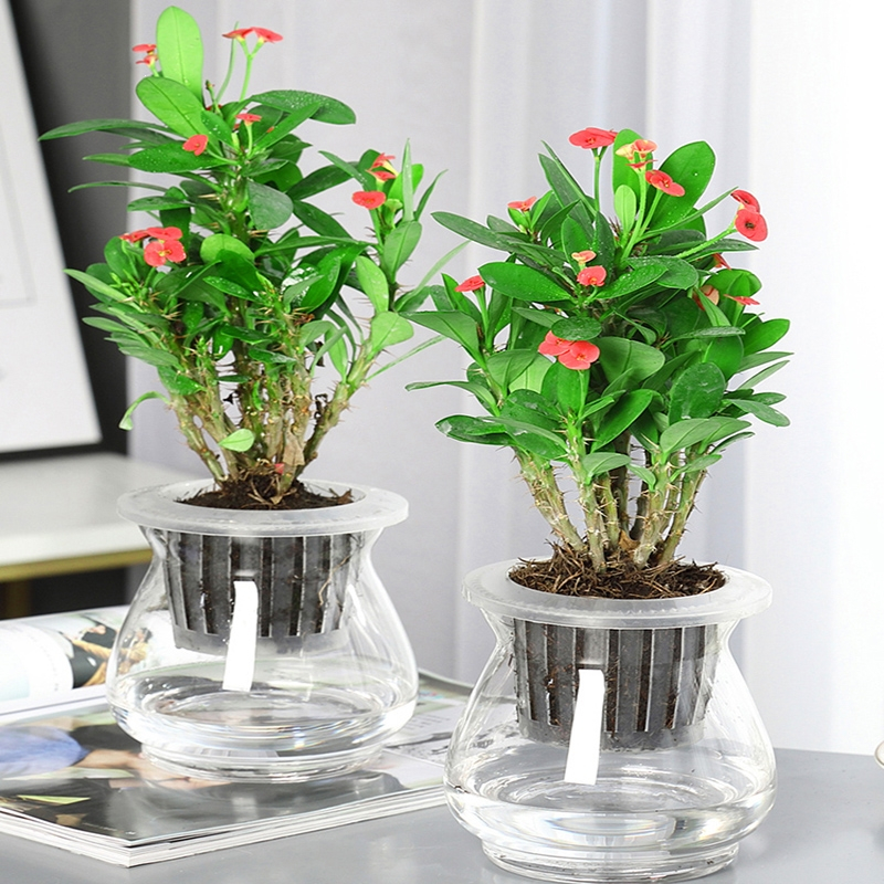 回固水培植物绿萝盆栽办公室内易活水养绿植绿箩