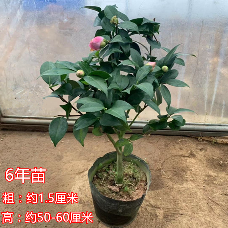 烈香香妃茶花树苗盆栽弹痕浓香型带花苞五色赤丹四季室内客厅花卉植物香妃6年福利苗不含盆报价 参数 图片 视频 怎么样 问答 苏宁易购