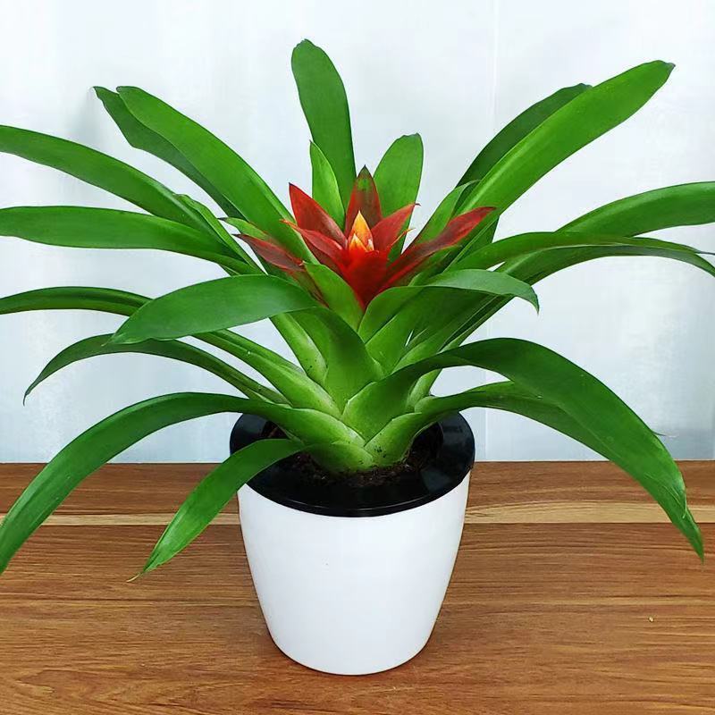 小红星盆栽凤梨花四季开花室内绿植花卉水培植物净化空气
