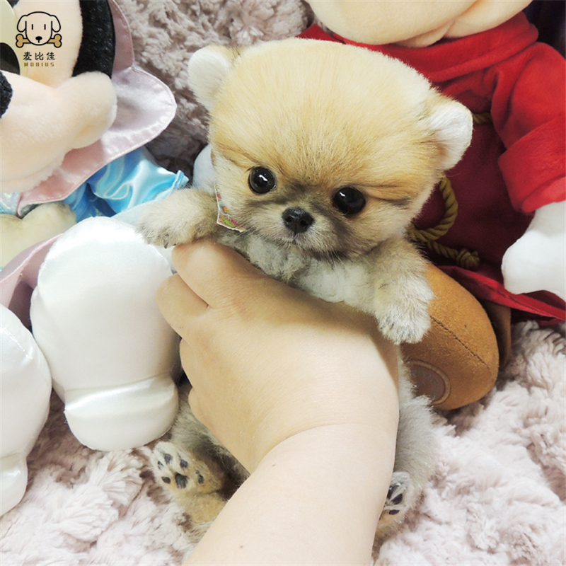 麦比佳狗狗活体纯种博美犬幼犬哈多利系球体博美俊介狗长不大茶杯犬玩具型迷你袖珍博美宠物狗微小体杯子狗视频挑选高清大图