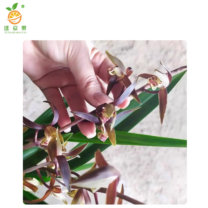 廷豪果 兰花盆栽 40cm高 /盆高清大图