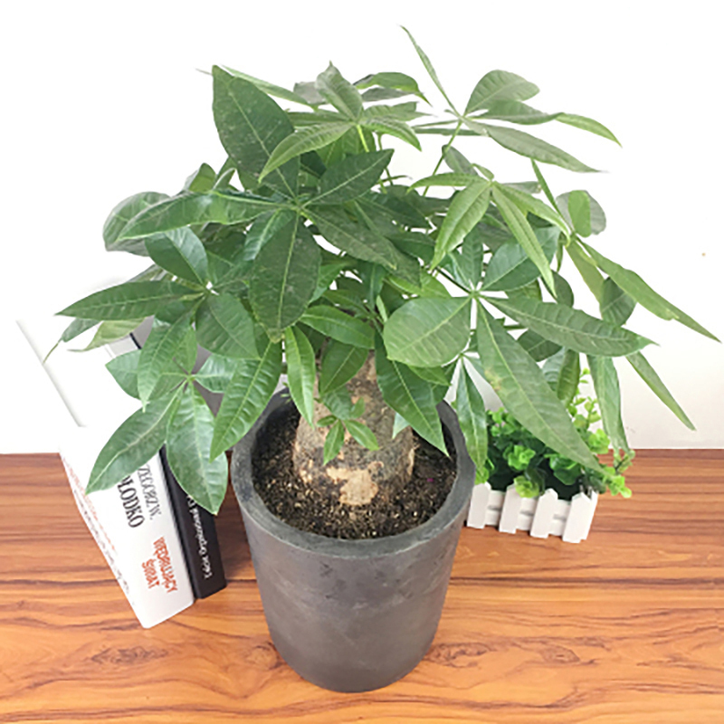 发财树盆栽高80-90CM绿植摆件