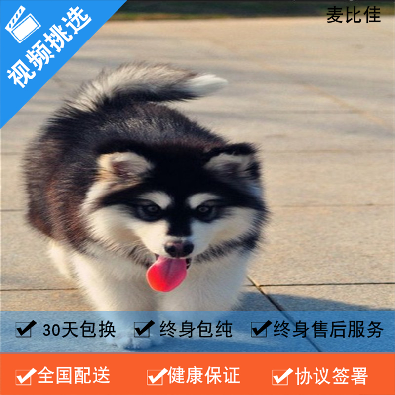 麦比佳 纯种巨型阿拉斯加幼犬活体宠物 熊版十字脸阿拉斯加雪橇犬 双血统烟灰色桃脸阿拉斯加幼崽 巨大型雪橇犬阿拉斯加犬22高清大图
