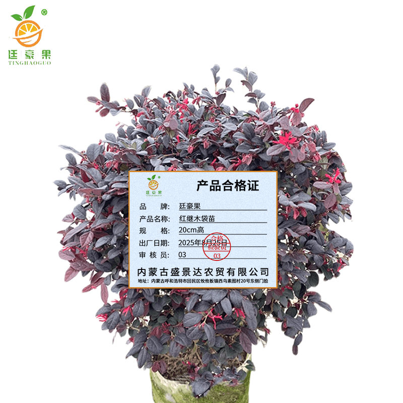 廷豪果 红继木袋苗 20cm高 /棵高清大图