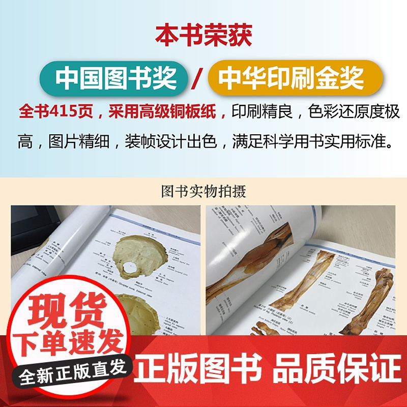 人体解剖学标本彩色图谱第2版 附赠临床实用MRI掌中宝 钟世镇 650幅真实人体标本实拍图 全彩人体解剖彩色学图谱 实高清大图