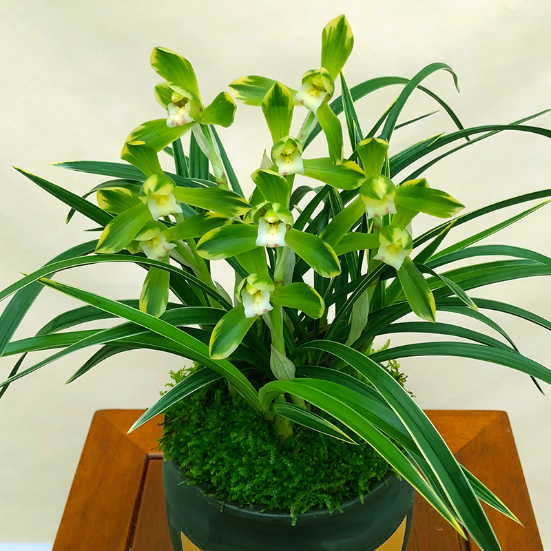 回固非常浓香【花开富贵兰花】名贵春兰细叶大花苞带花苞的兰花苗盆栽