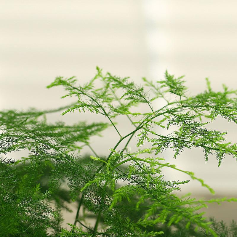 文竹盆栽土培水培绿植净化空气室内桌面小盆景盆栽植物绿植花卉盆栽生活日用家庭清洁园艺用品花卉绿植盆栽
