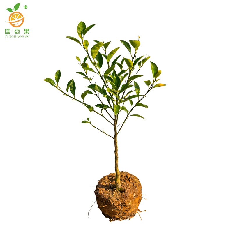 廷豪果 桔子树苗-高80-110cm 棵高清大图