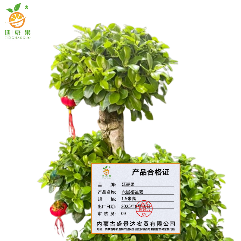 廷豪果 六层榕盆栽 1.5米高 /棵高清大图