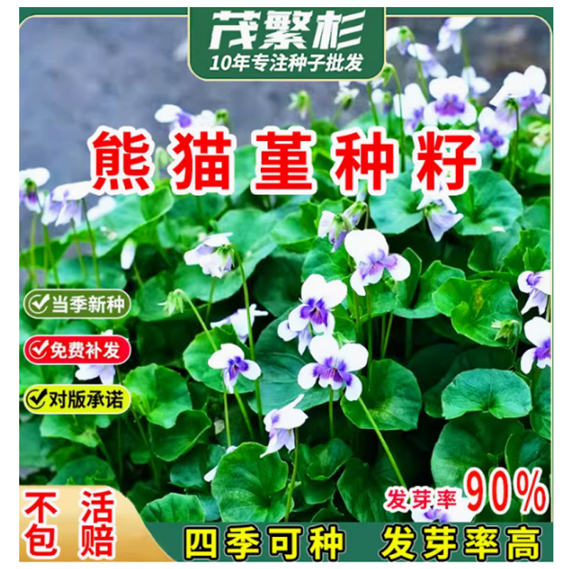 熊猫堇种子熊猫瑾花苗四季多年生草本花卉花园宿根庭院地被植物 一斤高清大图