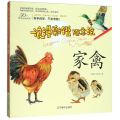 家禽/浪漫彩铅随意绘