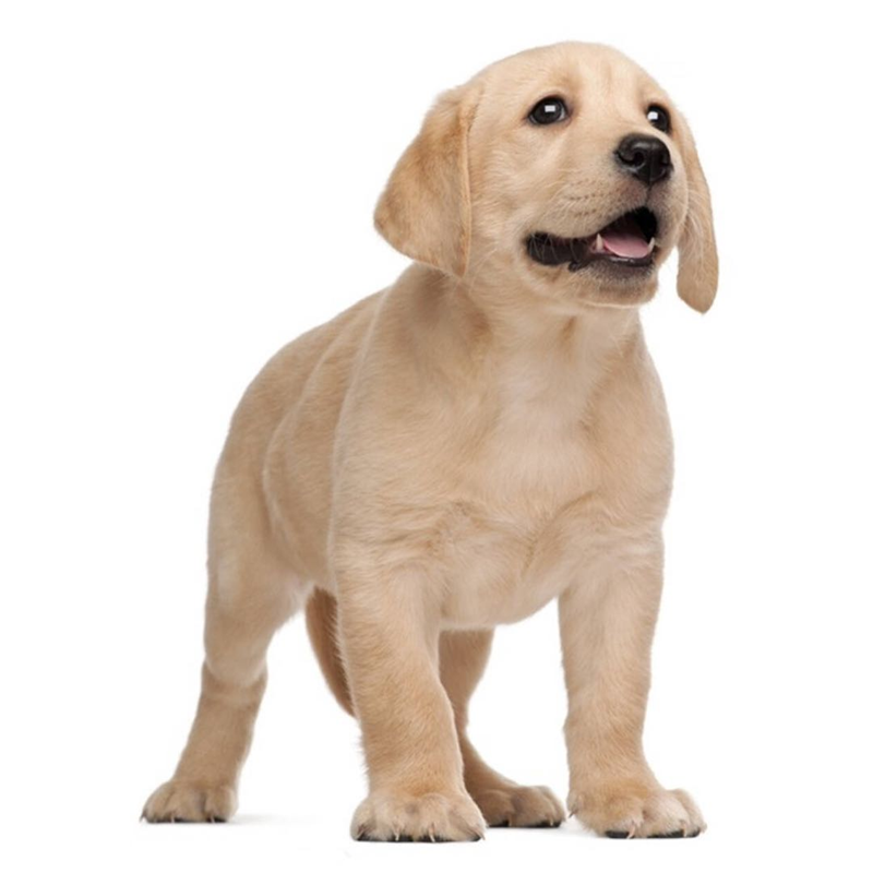 宠物拉布拉多犬活体狗狗