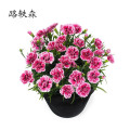 路轶森 石竹花 高30cm 棵