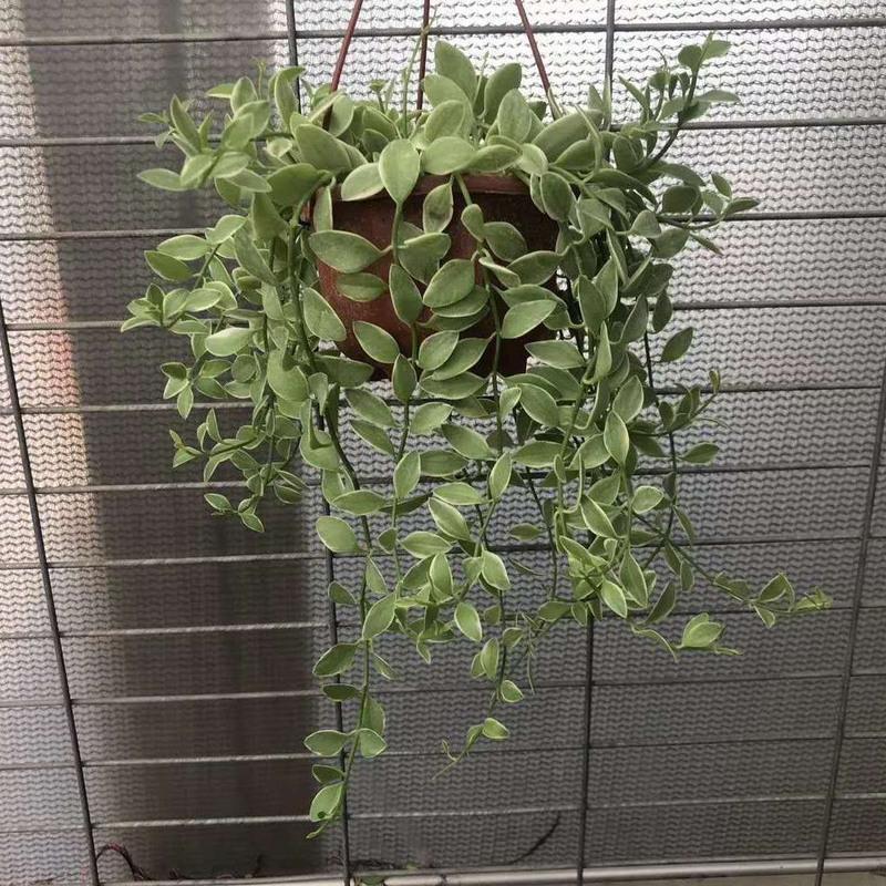 #新品金边翡翠小吊兰长藤垂吊绿植适合种植阳台挂室内装饰易养活 天冷保温发货金边翡翠