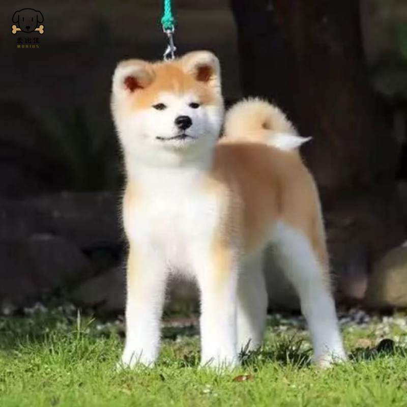 麦比佳 秋田犬幼犬 狗狗活体纯种双血统级大型犬秋田宠物狗 大骨架赛级高品质日系秋田看家护院忠犬八公狗 视频挑选