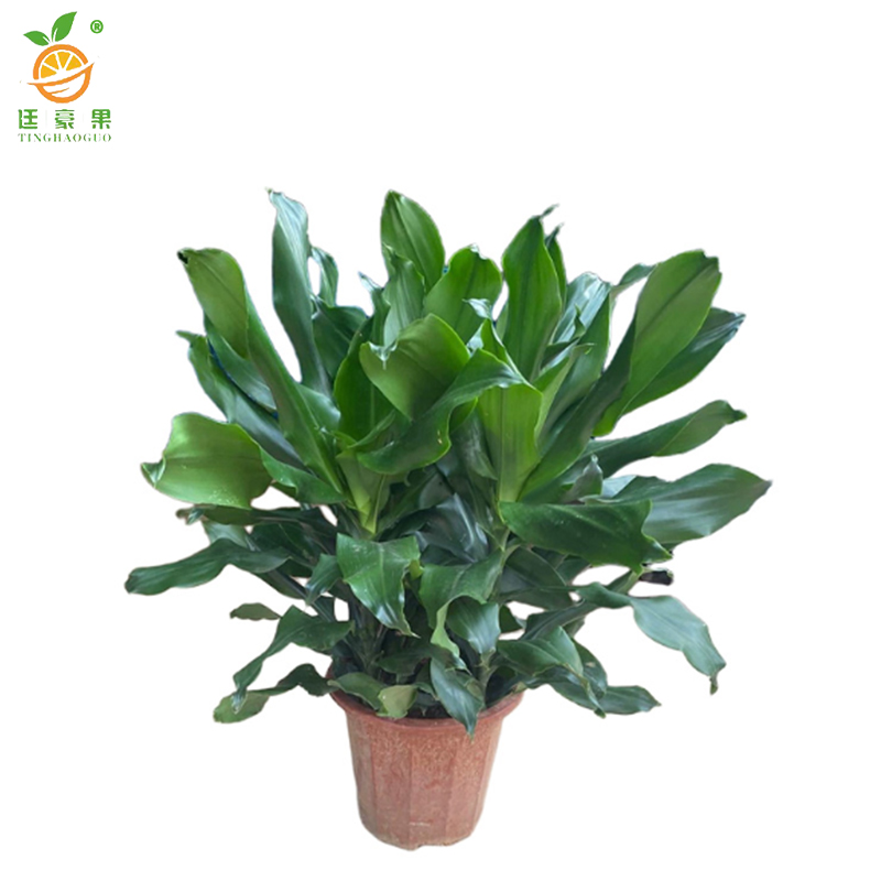 廷豪果 螺纹铁 80cm /盆高清大图