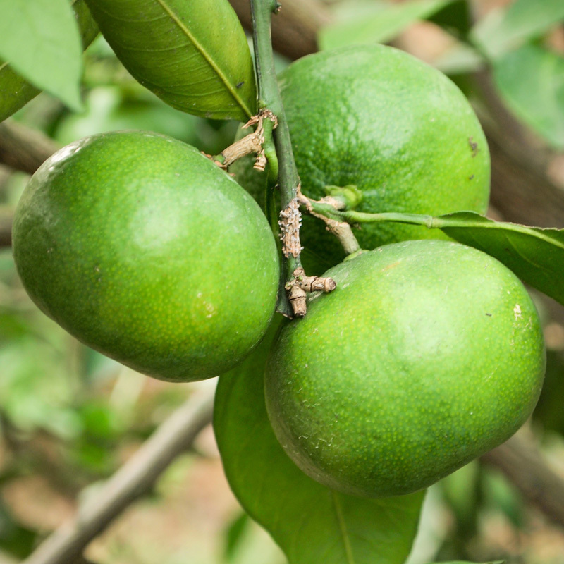 宜昌蜜桔大果3斤装大果橘子水果新鲜当季薄皮青皮蜜桔柑橘酸甜孕妇