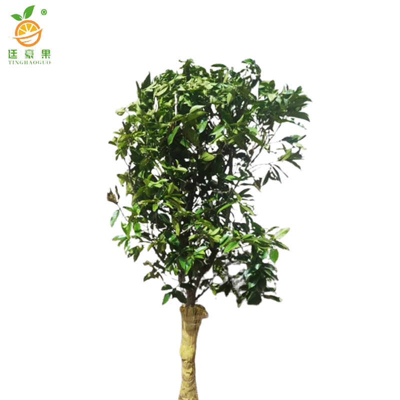 廷豪果 八月桂 直径10cm /棵