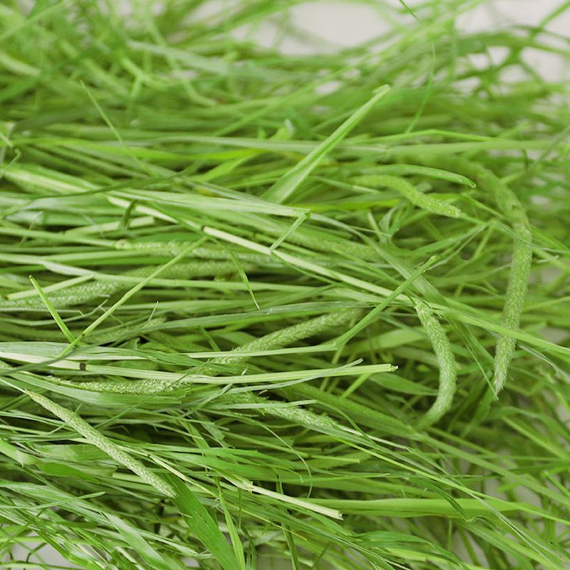 苜蓿草紫花苜蓿草幼兔饲料兔子草荷兰猪草龙猫草牧草兔粮苜宿草