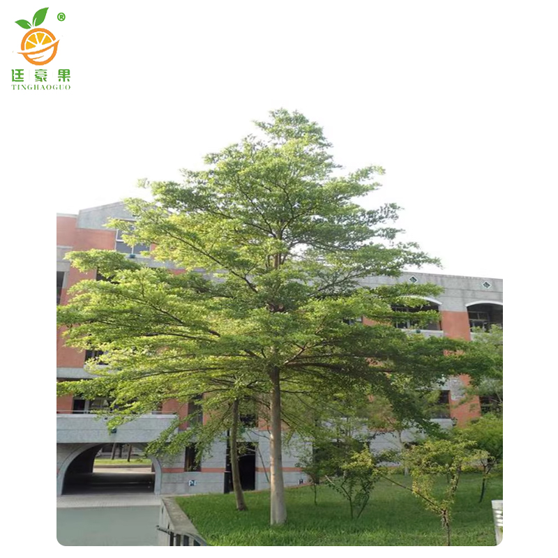 廷豪果 小叶榄仁 高8-10m /棵高清大图