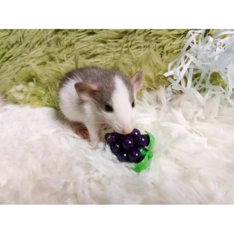 飞象耳花枝鼠小型迷你宿舍宠物包活包健康不咬人活物活体tb5花枝鼠