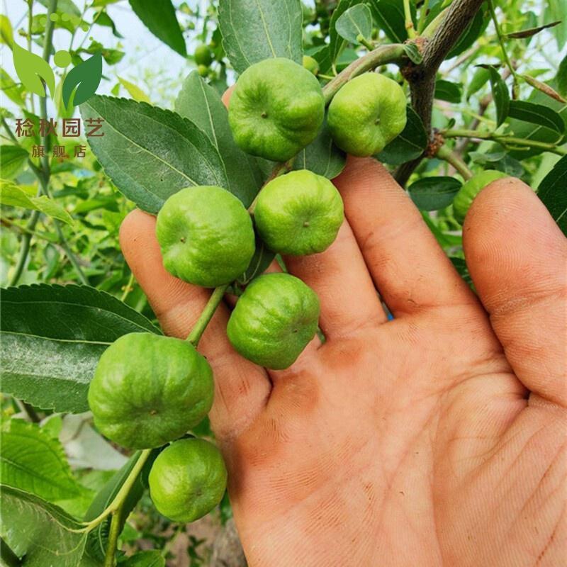 苗当年结果南方北方果树苗木嫁接大枣树苗蟠枣树苗4年苗当年结果参数