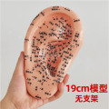旭涛教学版耳穴模型19cm 无配件