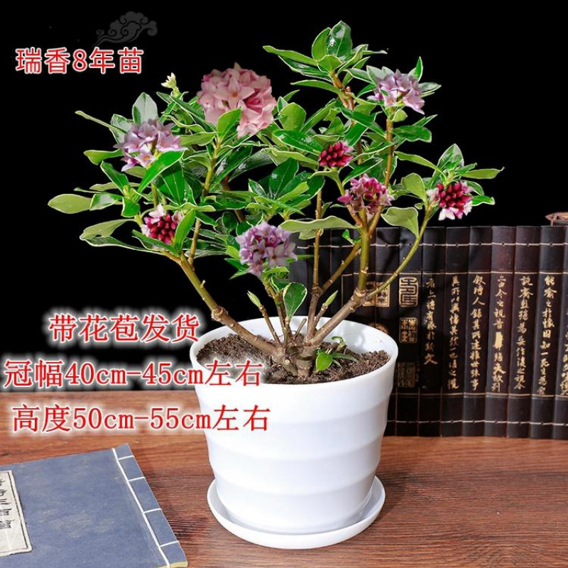 弹痕园艺用品金边瑞香盆栽浓香型弹痕花卉植物四季开花不断室内阳台耐寒花苗易养活8年苗 金边瑞香 1棵 生根粉不含盆 价格图片品牌报价 苏宁易购艾迪瑞园艺用品专营店