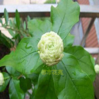 盆栽花卉绿植 正宗虎头茉莉 巴西茉莉花苗 浓香植物格拉斯白茉莉
