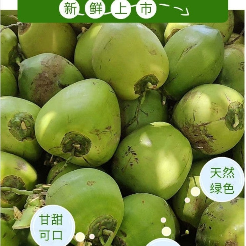 赛卡伊海南文昌新鲜椰子三亚当季现摘带皮大椰青水果青耶子天然椰汁