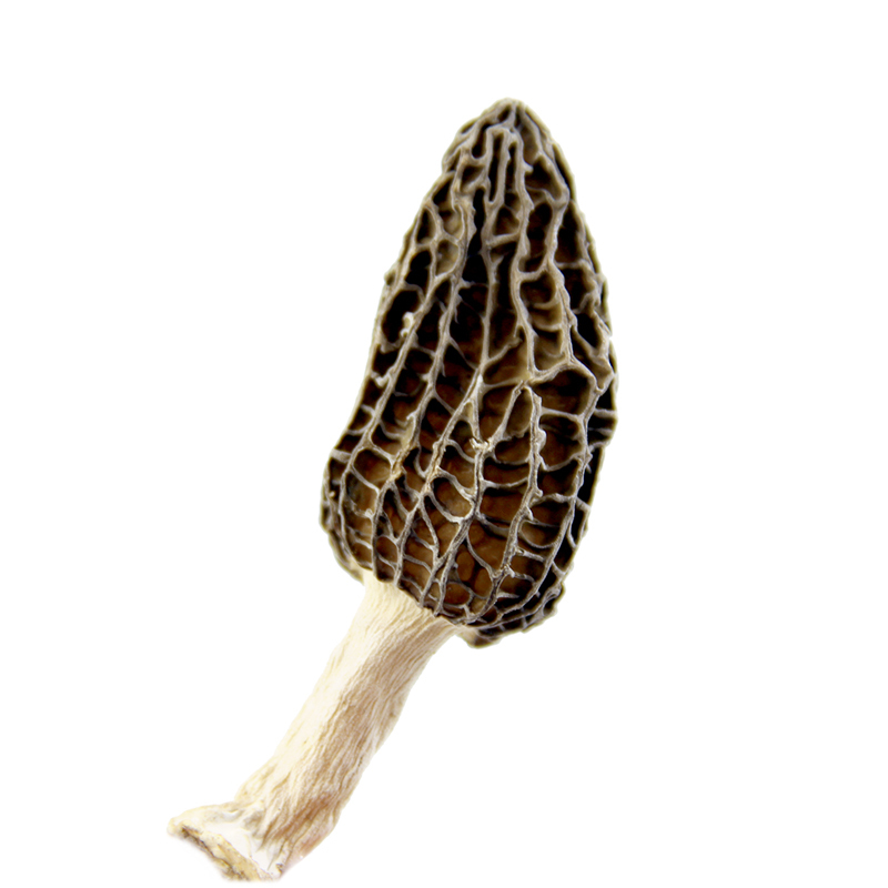 秦川印象 羊肚菌25g/罐高清大图