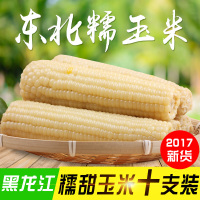 博多客甜糯玉米棒 200g*10根 白糯玉米 新鲜黏苞米新鲜嫩玉米生鲜新鲜