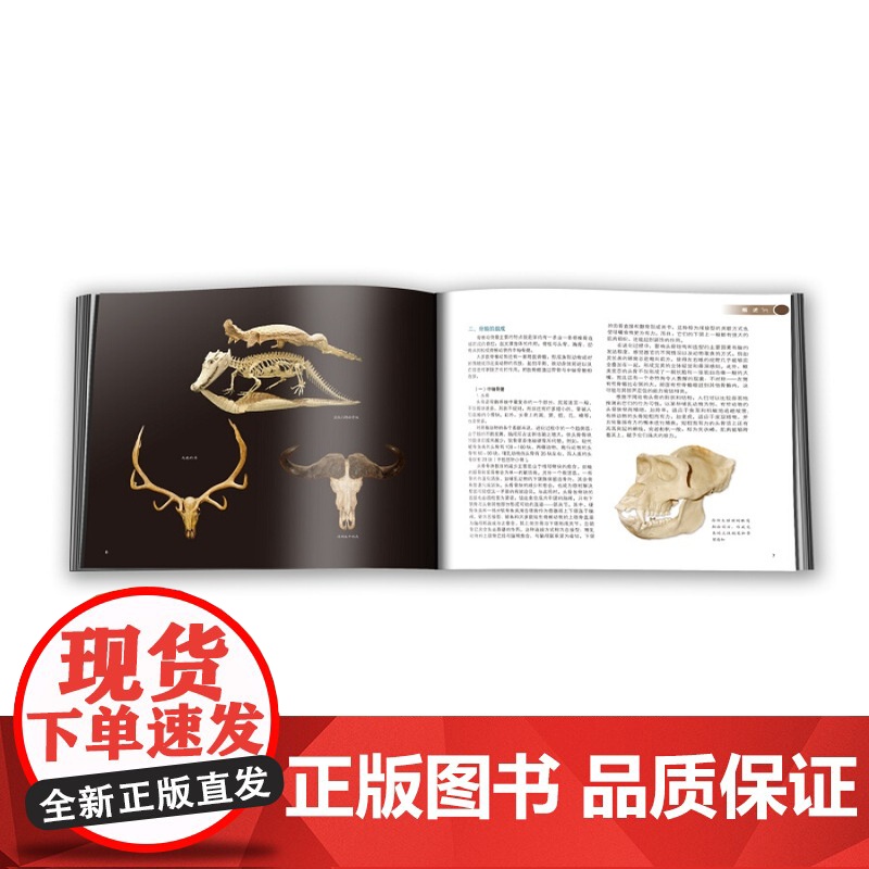 生命的支撑 动物骨骼的奇妙探索 李湘涛 动物骨骼自然科学类科普读物 再现脊椎动物演化历程 上海科学技术出版社高清大图